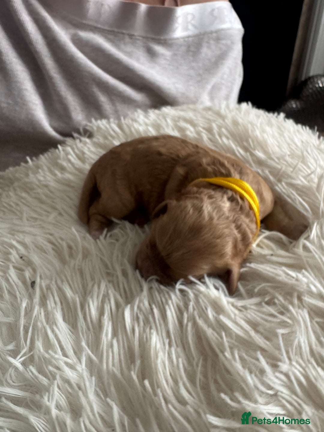Mixed Breed dogs for sale: Cavapoochon Puppies ** 3 Girls 1 Boy remaining ** - Image 22