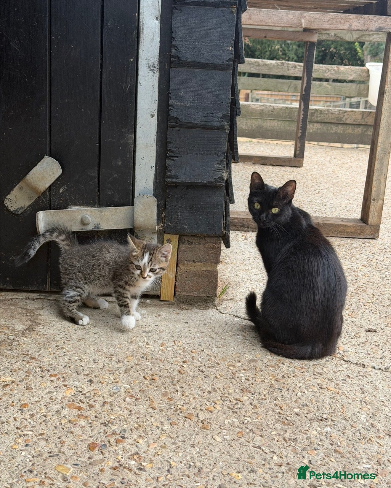 Mixed Breed cats 5 Gorgeous, Super-Friendly Kittens - Advert 2