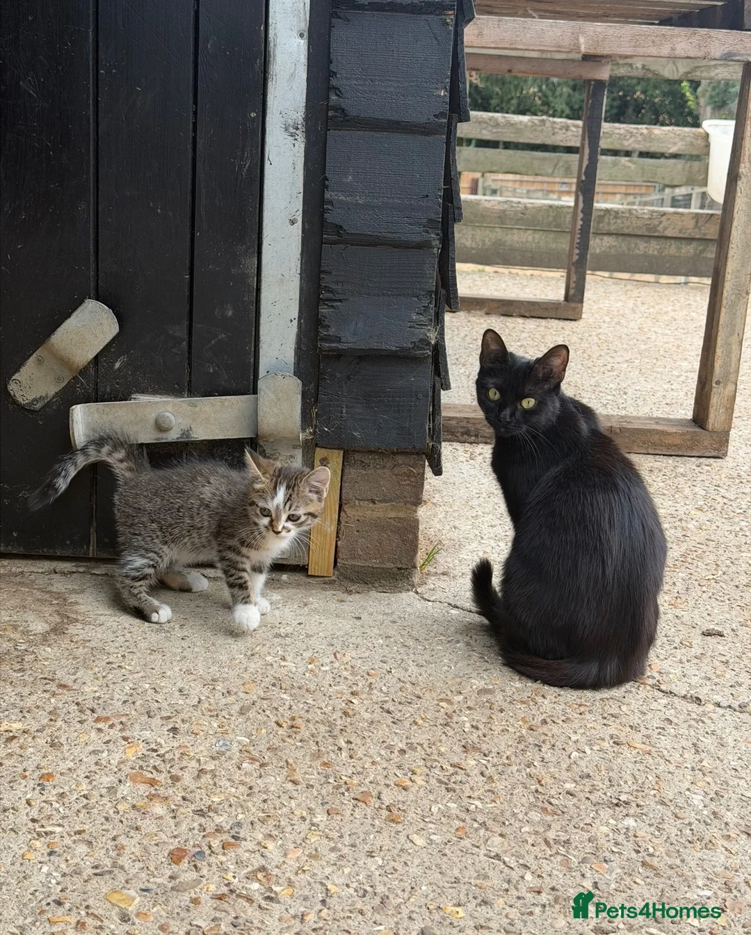 Mixed Breed cats for sale: 5 Gorgeous, Super-Friendly Kittens - Advert 2