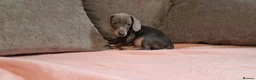 Miniature Dachshund dogs for sale: Ready to Leave  2 male 1 female in Bradford - Advert 6