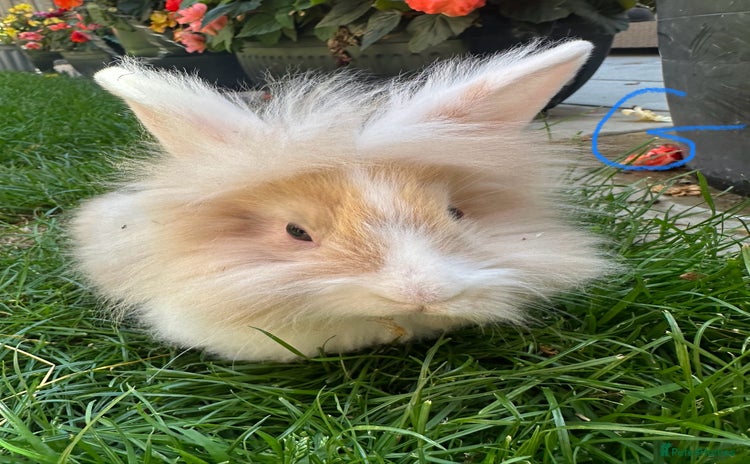 Lionhead rabbits - Advert 1