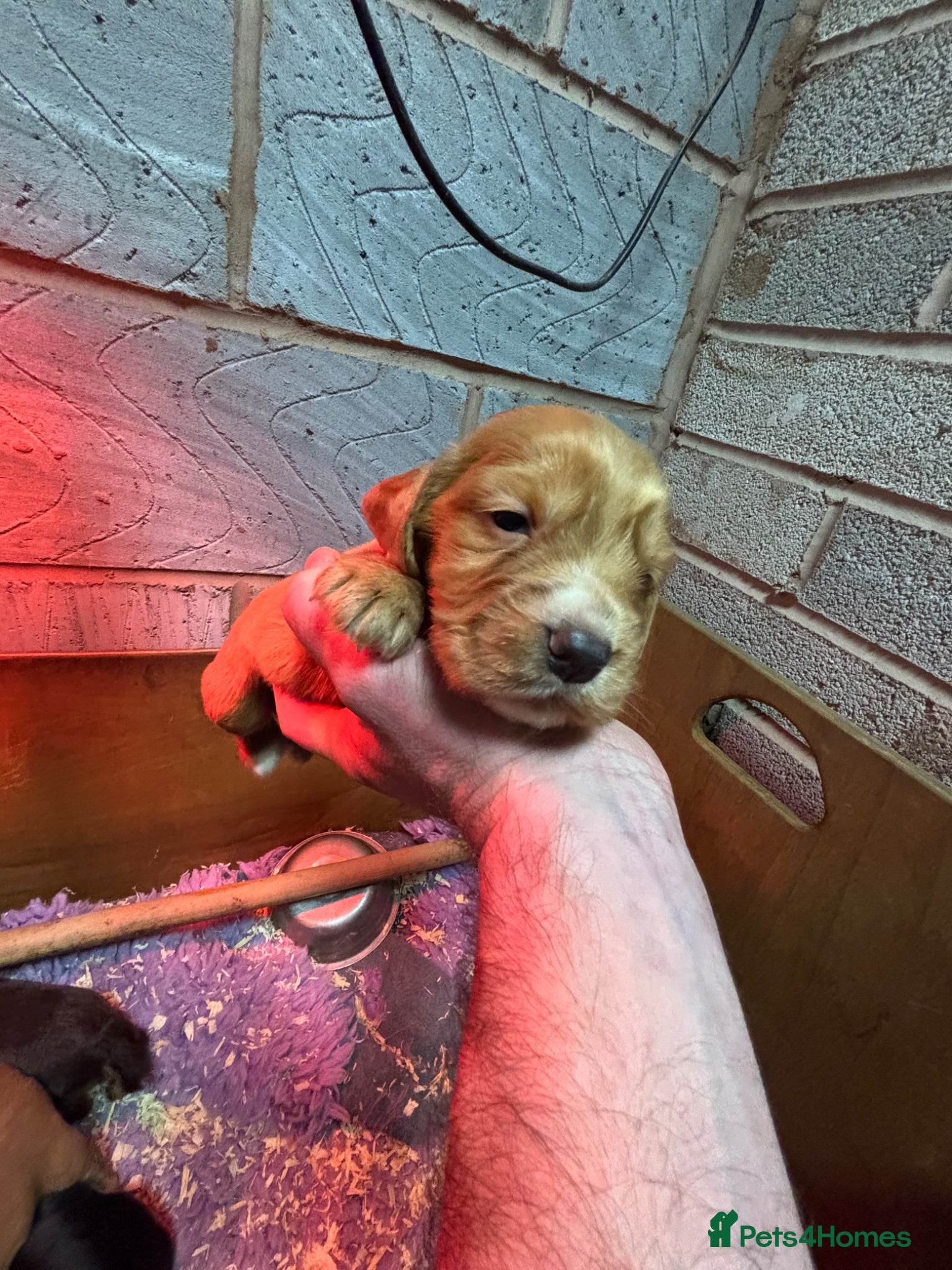 Cocker Spaniel dogs Champion Bred Working Cocker Spaniel Boys - Advert 1