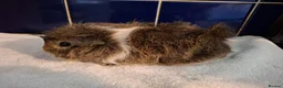 Guinea Pig rodents for sale: Pretty Female Guinea-pigs Ready Now  - Advert 2