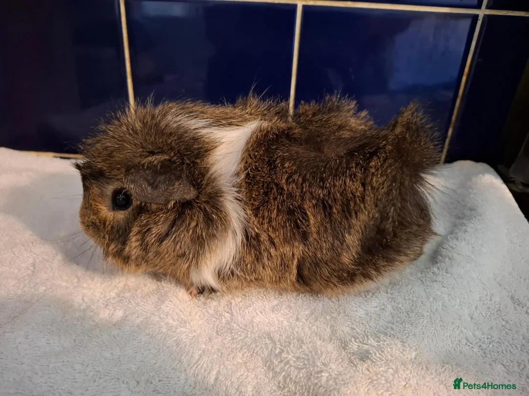 Guinea Pig rodents for sale: Pretty Female Guinea-pigs Ready Now  - Advert 2