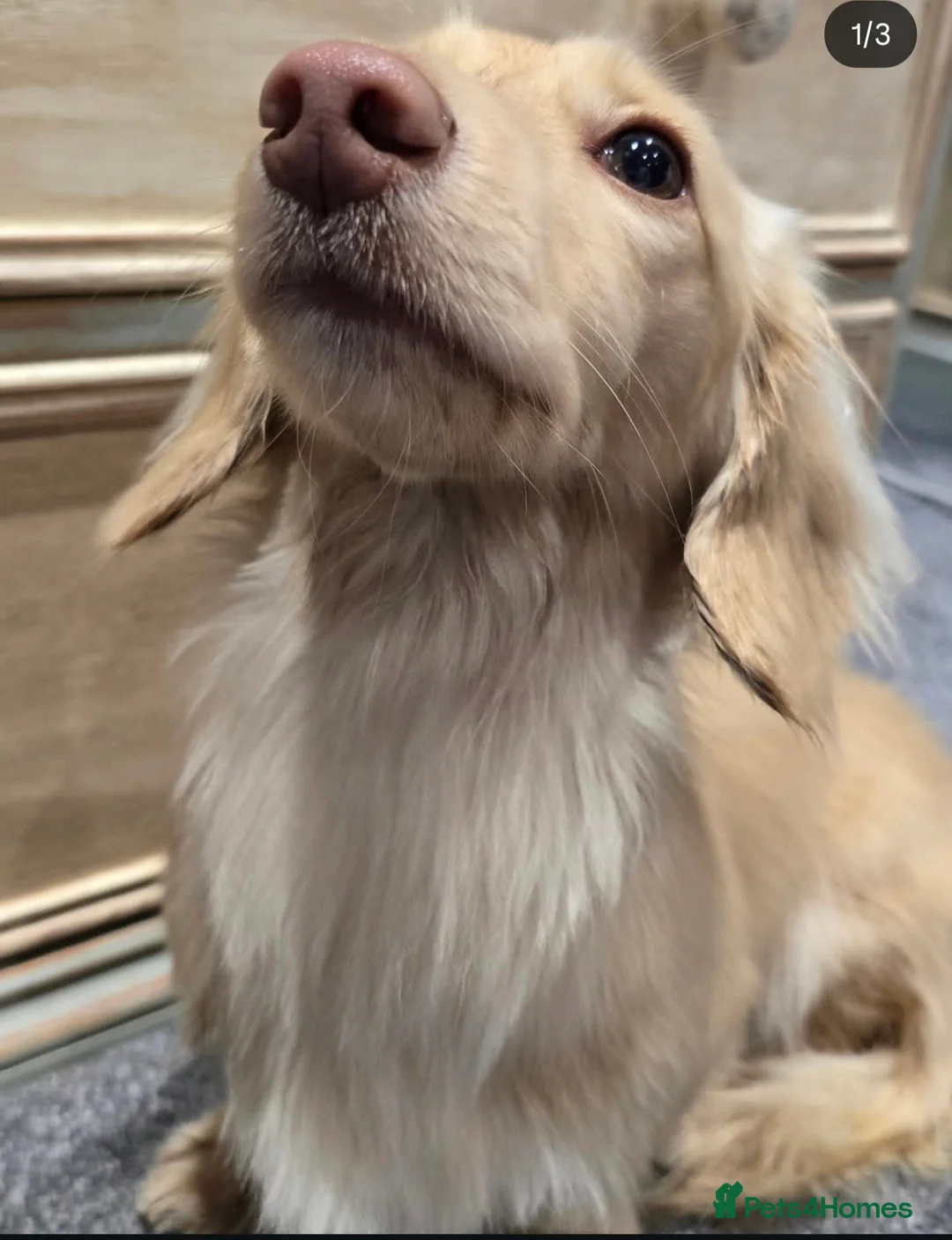 Miniature Dachshund dogs for stud: Minature long haired Dachsund  - Advert 7