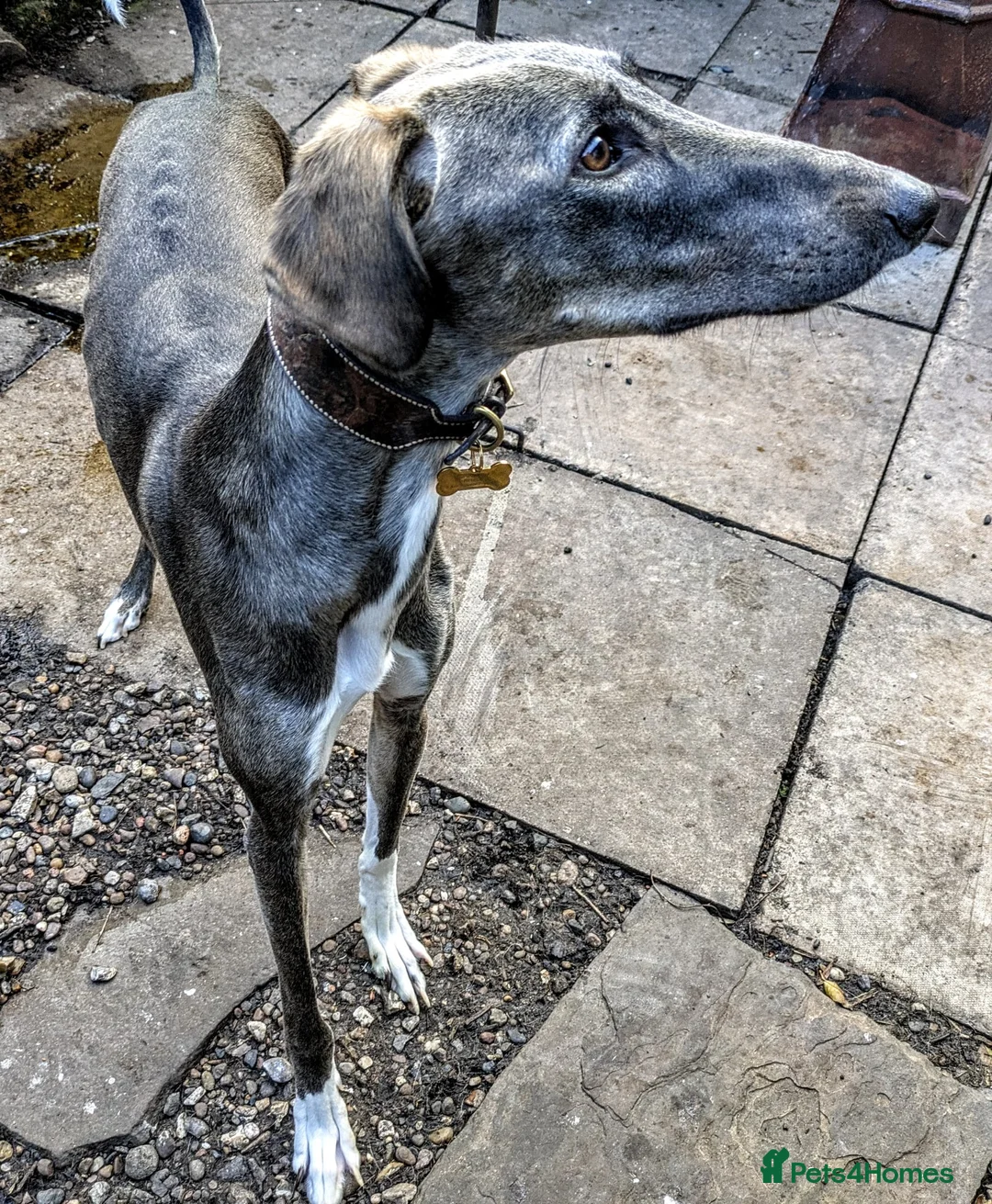 Lurcher dogs for adoption: NORMAN, young lurcher in rescue - Advert 2