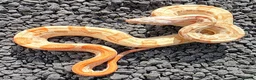 Boa Snake reptiles for sale: Male VPI Sunglow het Blood & Male 2025 VPI sunglow - Advert 5