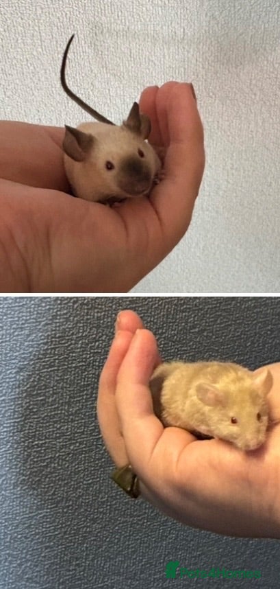 Mouse rodents LAST LEFT: 1 SIAMESE BOY & 1 FLUFFY CREAM BOY   - Advert 16