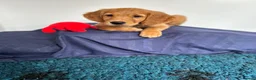 Golden Retriever dogs for sale:  Beautiful red golden retrievers 2 girls  2 boys - Advert 13