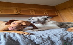 Mixed Breed dogs for adoption: Perfect PICKLE - Image 22