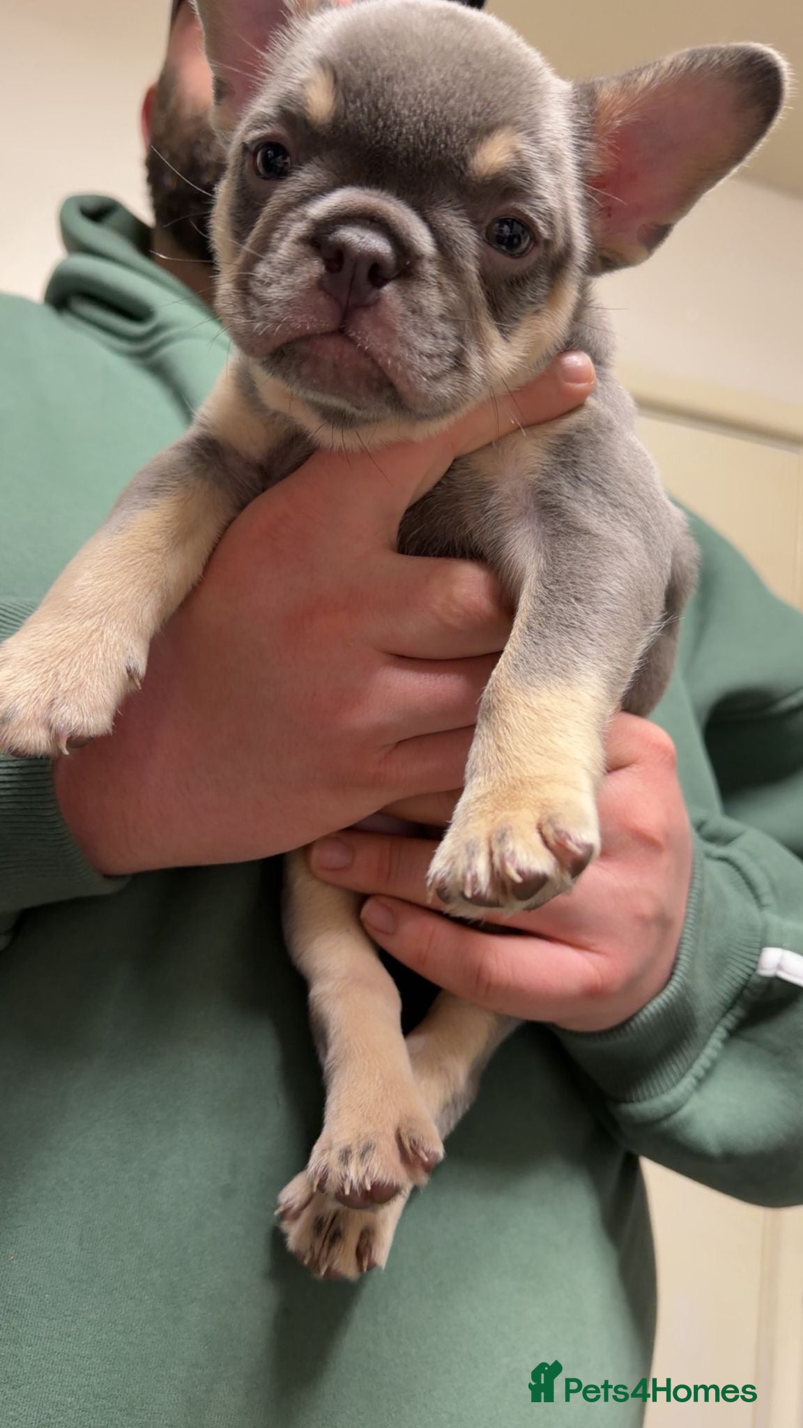 French Bulldog dogs French bulldog pups  - Advert 12