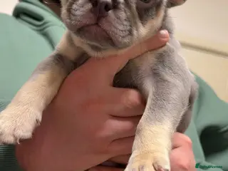 French Bulldog dogs French bulldog pups - Advert 12