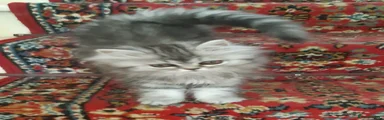 Persian Kitten 2
