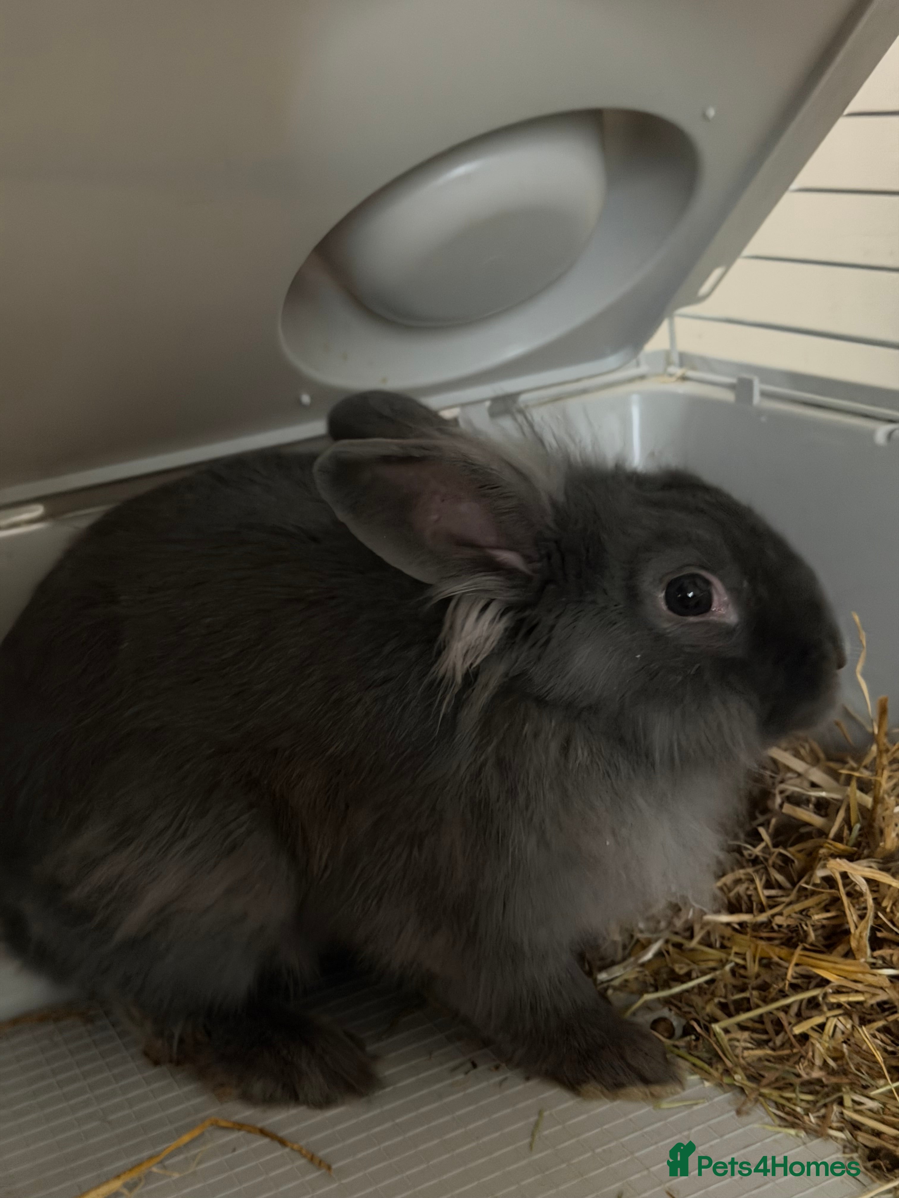 Mixed Breed rabbits Rabbit - Advert 2