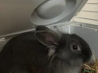 Mixed Breed rabbits Rabbit - Advert 2