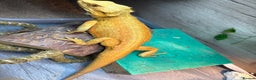 Bearded Dragon reptiles for sale: Draco the bearded dragon  - Advert 6