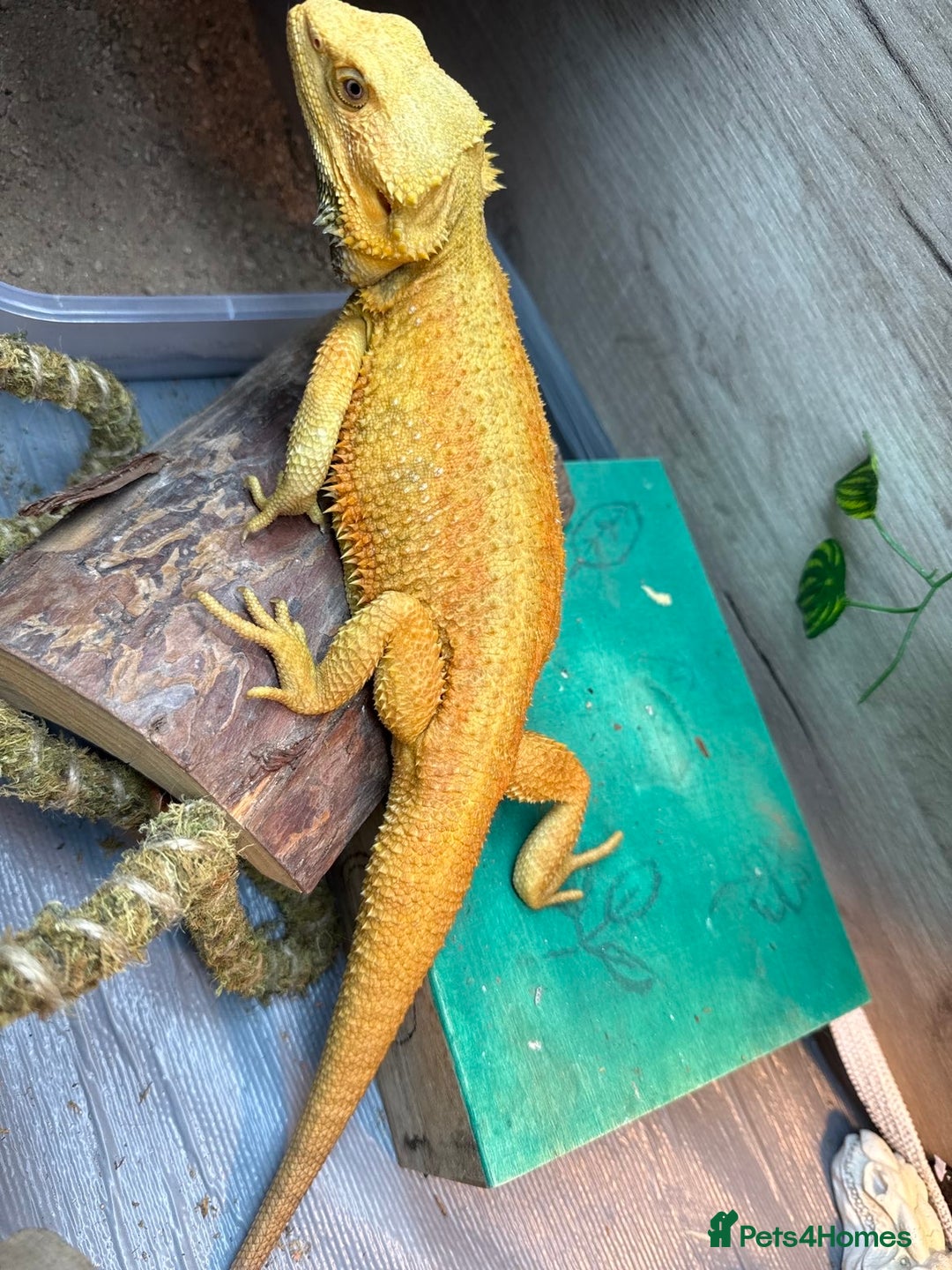 Bearded Dragon reptiles for sale: Draco the bearded dragon  - Advert 6