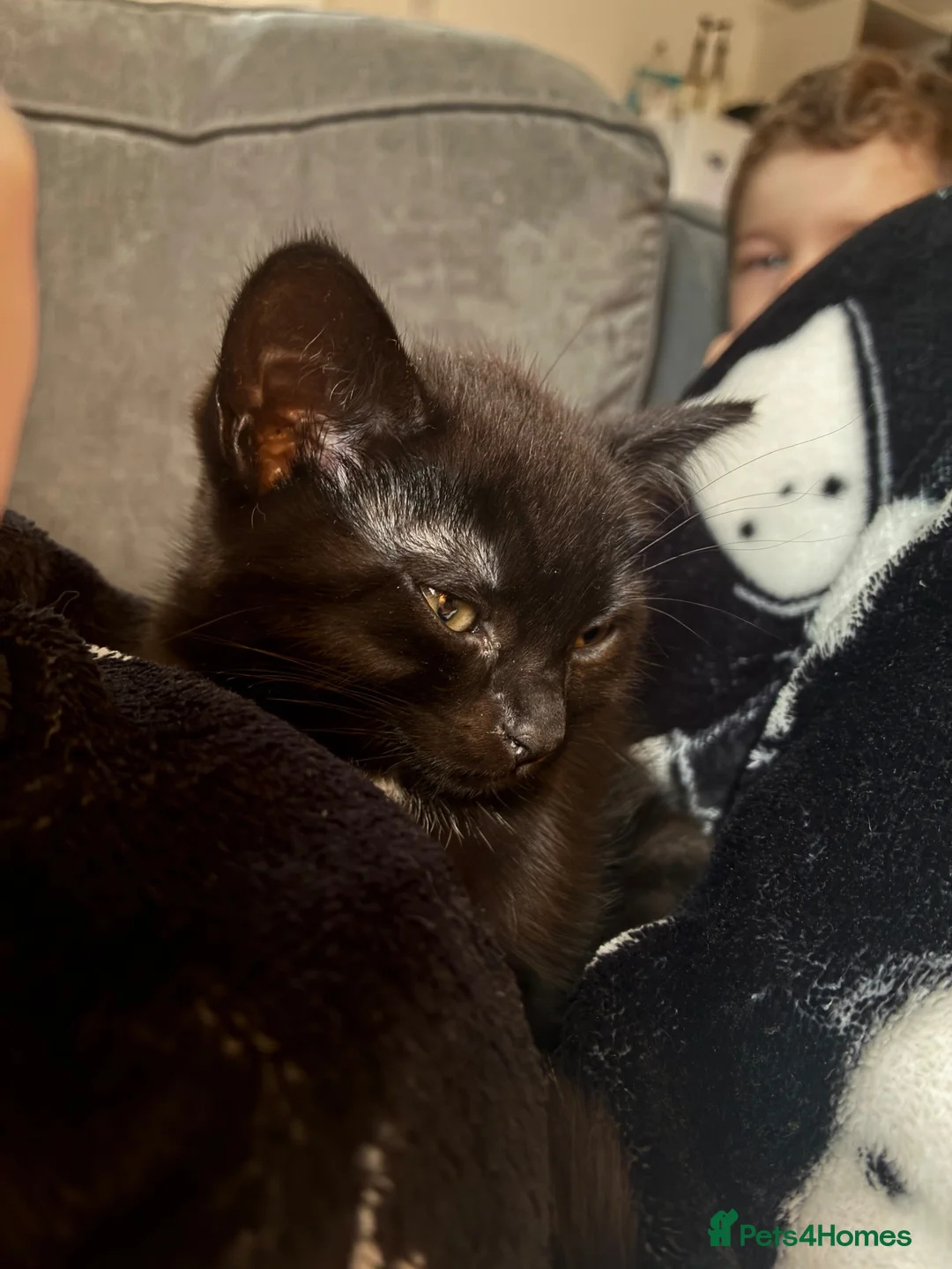 Domestic Shorthair cats for sale: 3 gorgeous kittens looking for forever homes 🤎🐾 - Advert 16