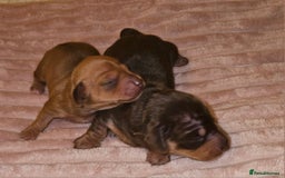 Dachshund dogs for sale: Dashound puppies - Image 9