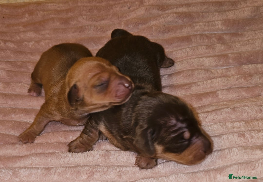 Dachshund dogs for sale: Dashound puppies - Image 9