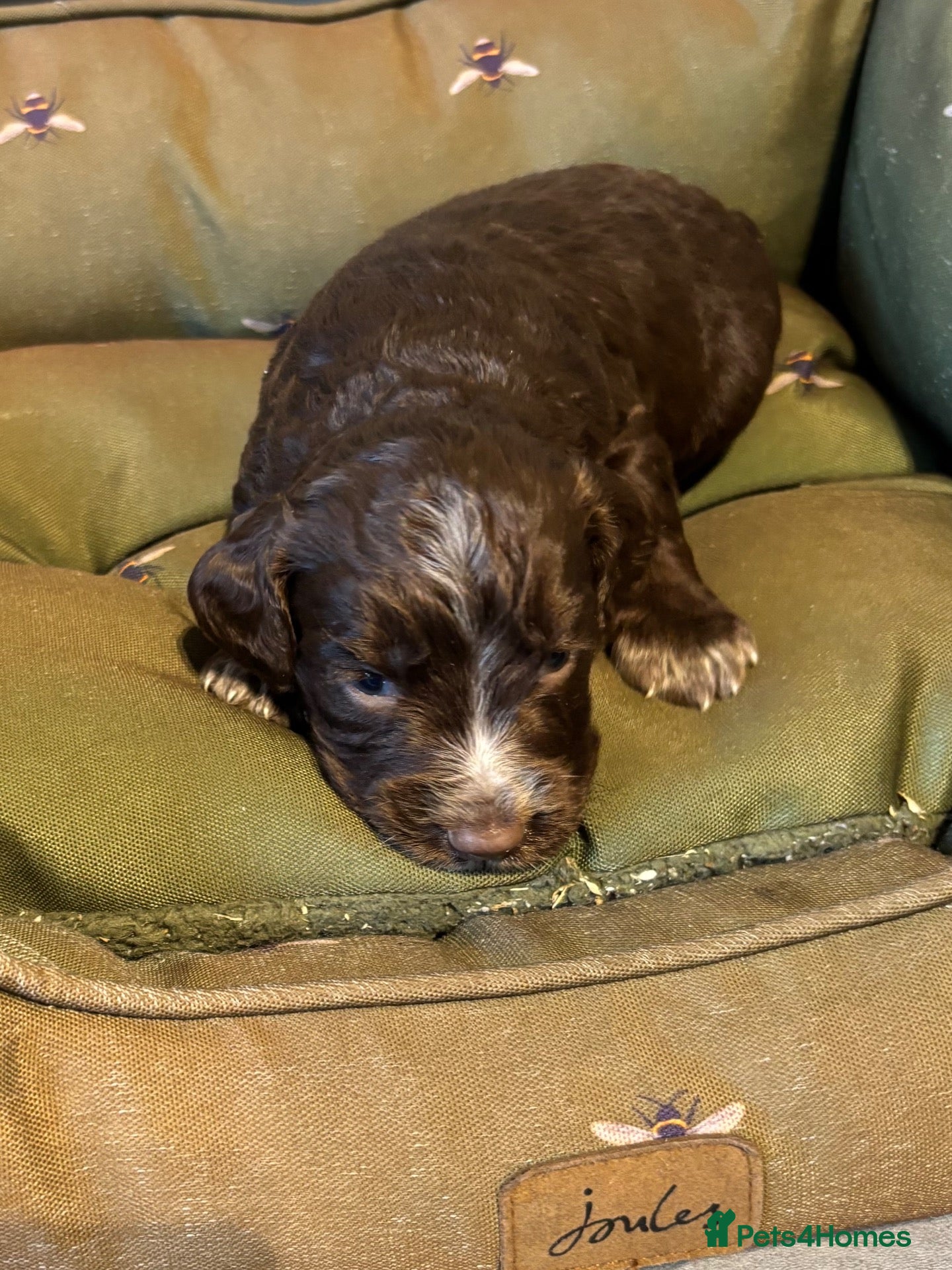 Cocker Spaniel dogs WORKING COCKER SPANIEL PUPPIES  - Advert 11