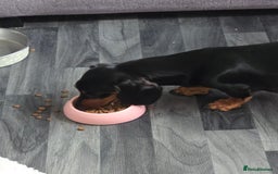 Miniature Dachshund dogs for sale: Miniature dacshund pups for sale - Image 21