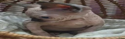 Sphynx cats for sale: 🩷Beautiful Sphynx Girls Looking for Forever Homes in Leicester - Advert 7