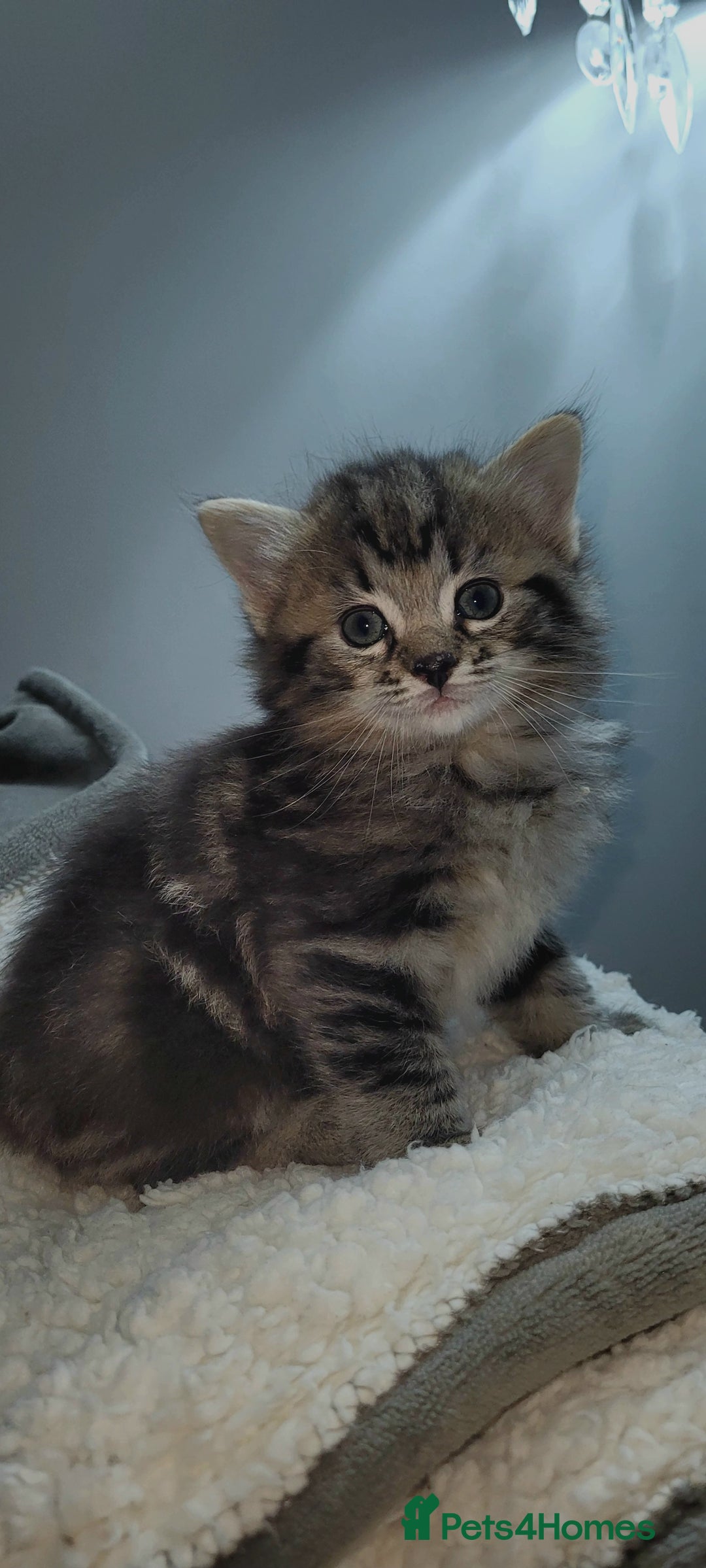 Ragdoll cats for sale: Adorable mixed Norwegian/Ragdoll left  in Dundee - Image 14