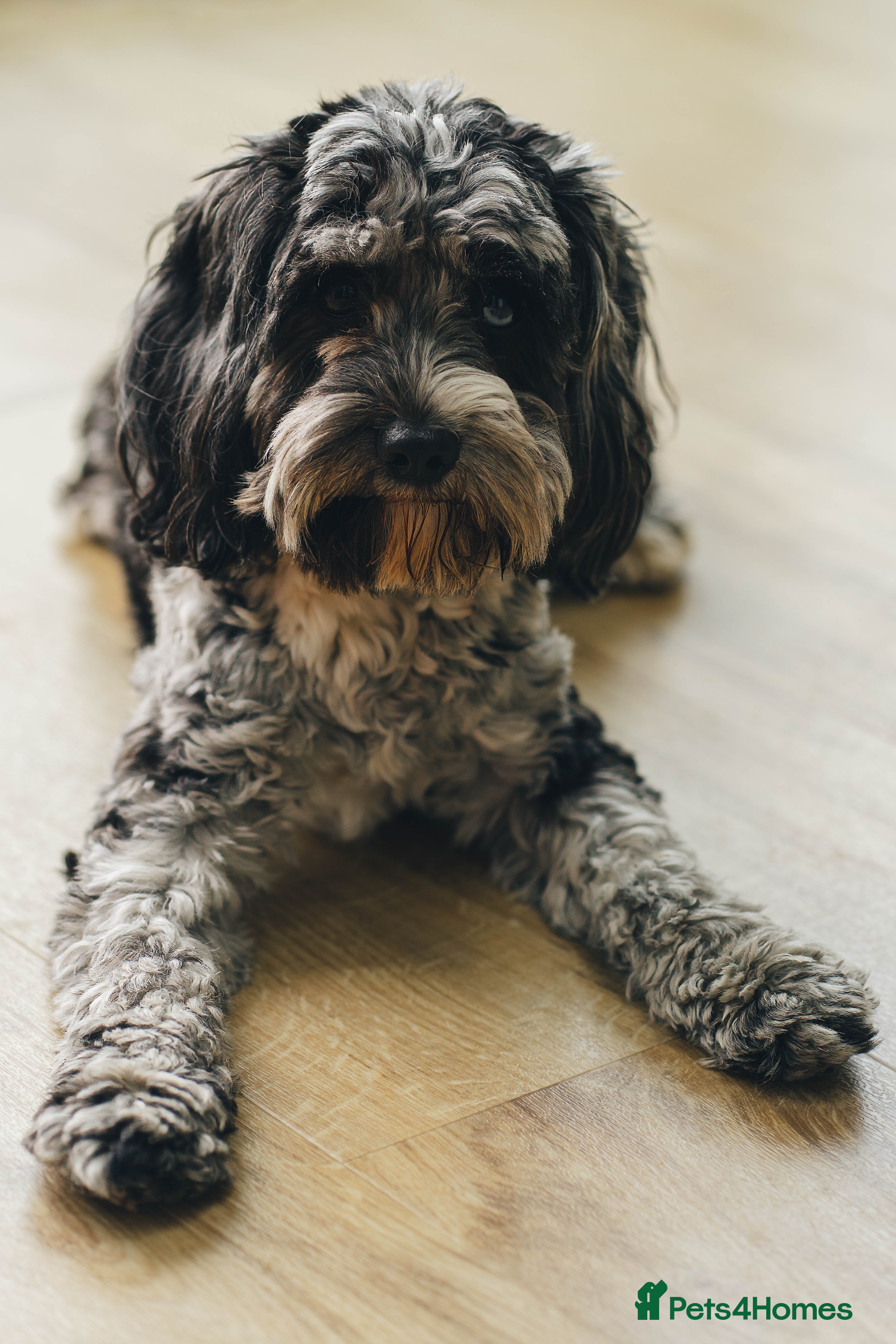 Cavapoo dogs 2 year old - Loving but anxious  - Advert 10