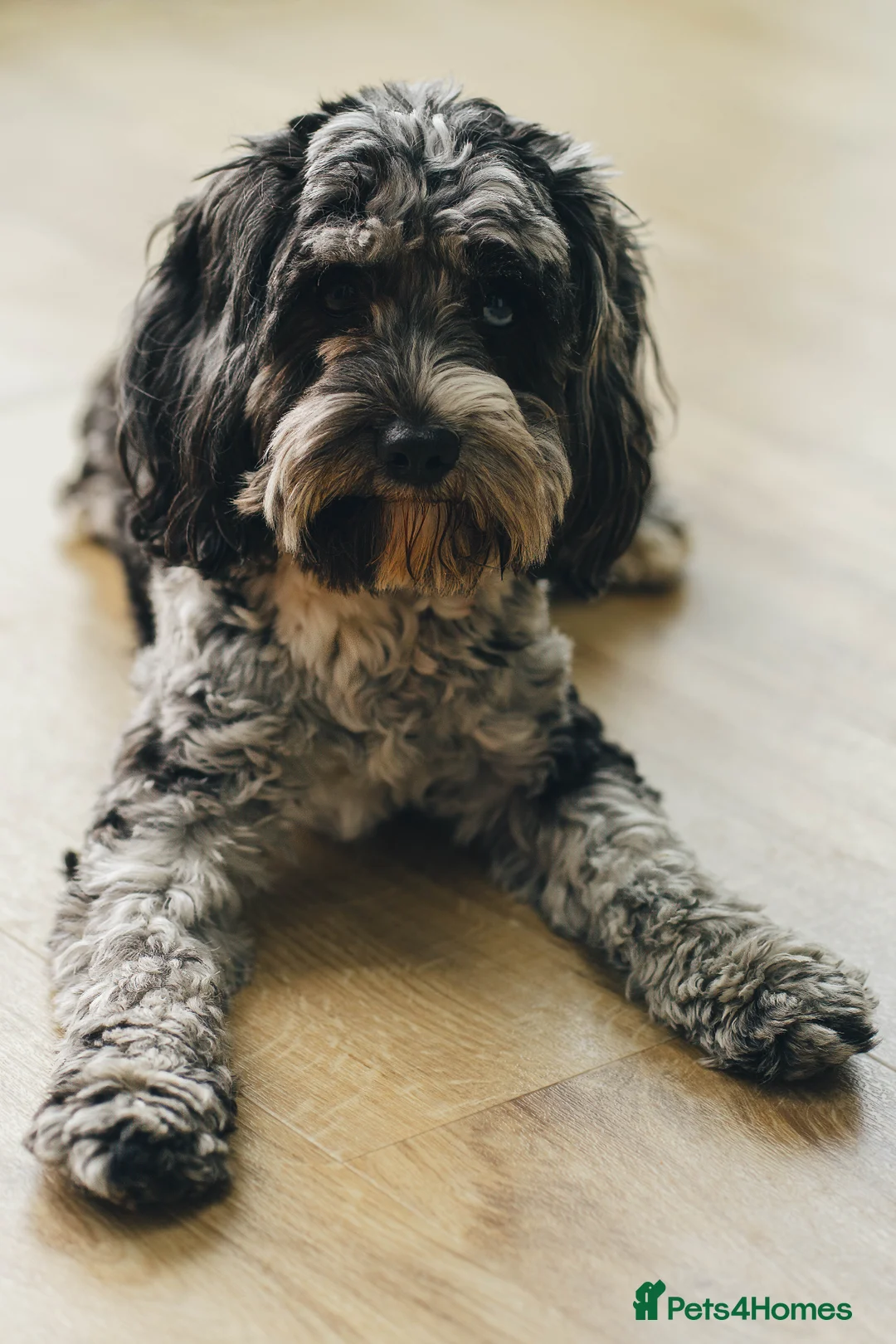 Cavapoo dogs for sale: 2 year old - Loving but anxious  - Advert 1