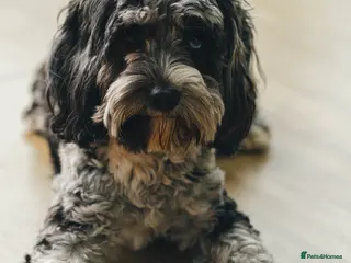 Cavapoo dogs 2 year old - Loving but anxious - Advert 10