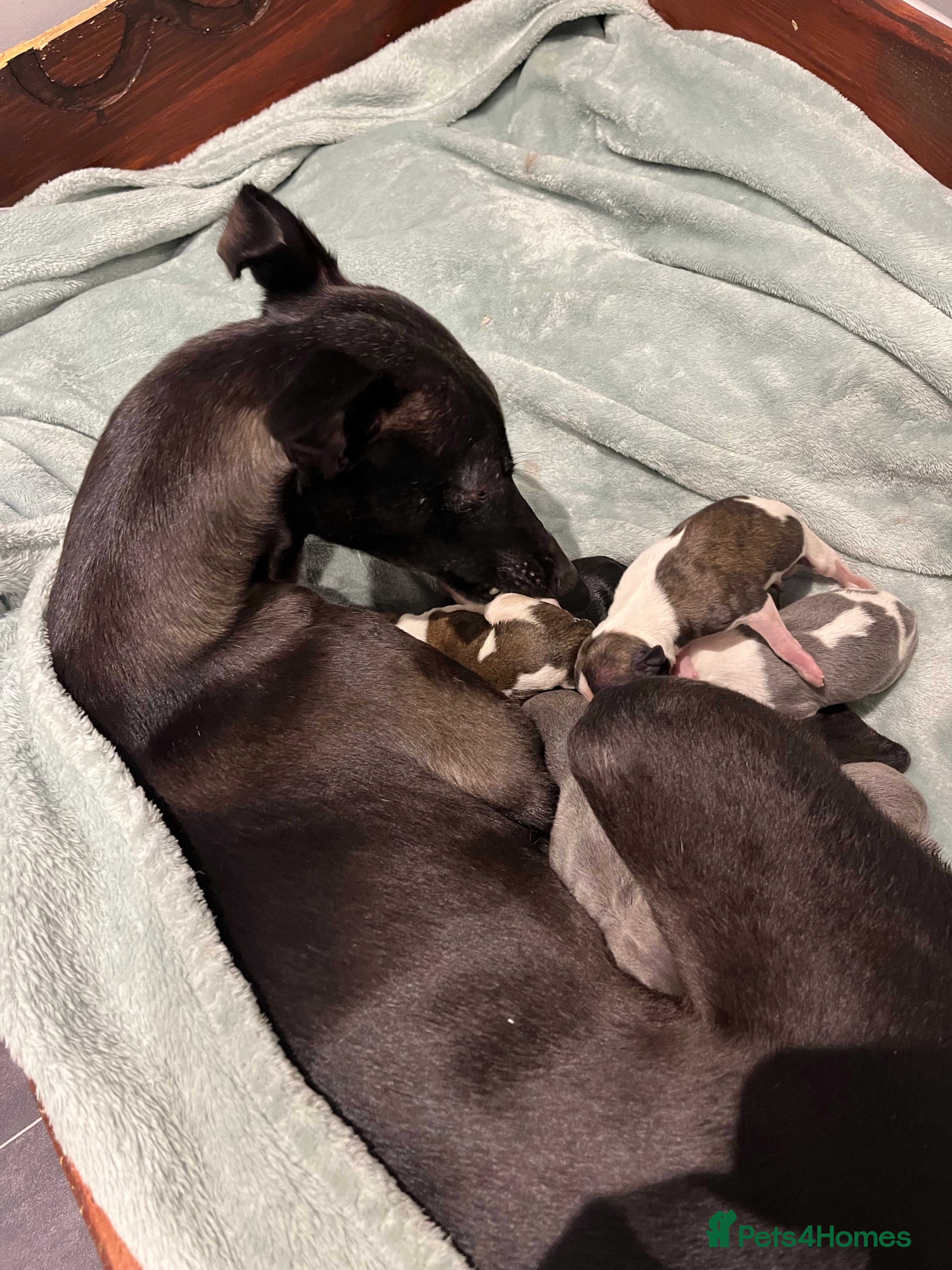 Whippet dogs KC registered stunning selection whippet pups - Advert 2
