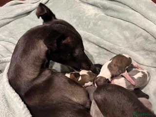 Whippet dogs KC registered stunning selection whippet pups - Advert 1