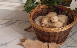 Mixed Breed dogs for sale: Dakota Sport Retriever Puppies ready 01/10/25 - Image 2