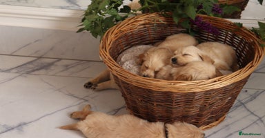 Mixed Breed dogs - Advert 7