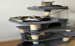 American Shorthair cats for sale: Ready to leave 2 boy kittens left  in Ilford - Image 1