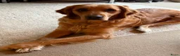 Golden Retriever dogs for sale: KC registered golden retriever puppies - Advert 11