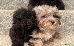 Poochon dogs for sale: Poochon Pups - Image 2
