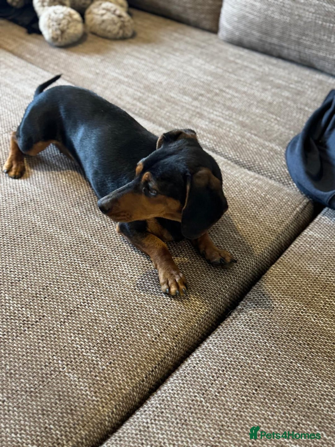 Mixed Breed dogs for adoption: Beautiful Mira needs a home - Advert 10