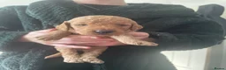 Mini Goldendoodle dogs for sale: Goldendoodle puppies  - Advert 37