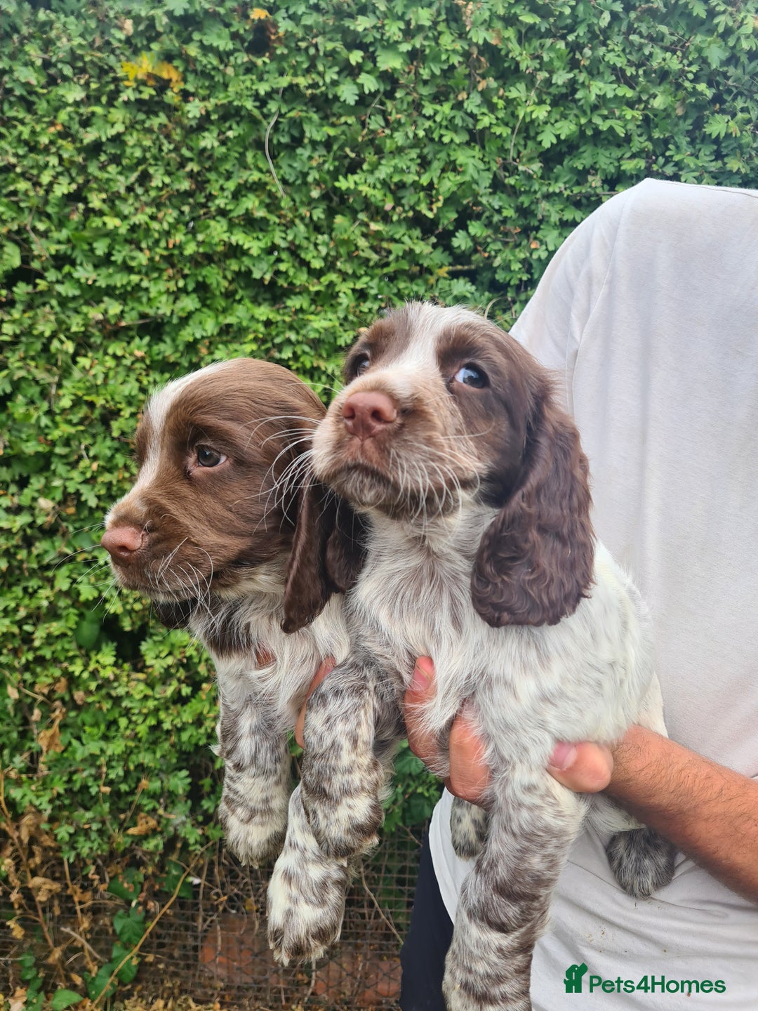 Sprocker dogs for sale: Sprocker puppies  - Image 4
