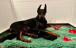 Dobermann dogs for sale: Doberman puppies  - Image 8