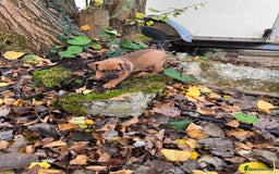 Mixed Breed dogs for sale: 🖤 PATTERDALE X 3 GIRLS LEFT 🖤 - Image 4