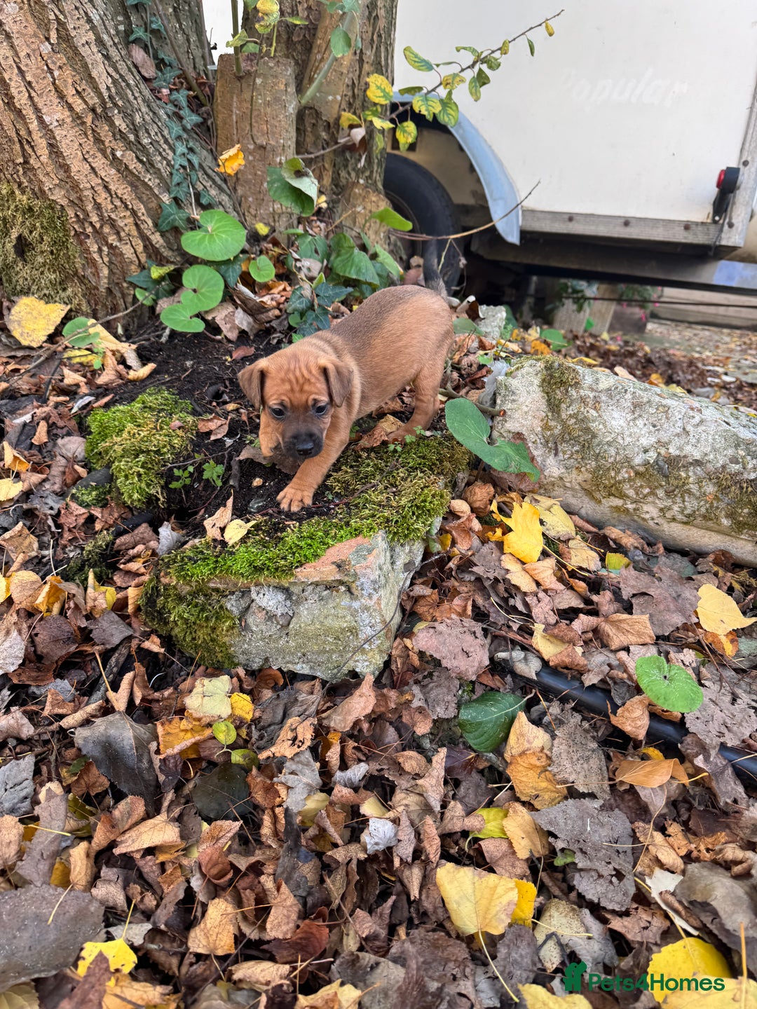 Mixed Breed dogs for sale: 🖤 PATTERDALE X 3 GIRLS LEFT 🖤 - Image 4