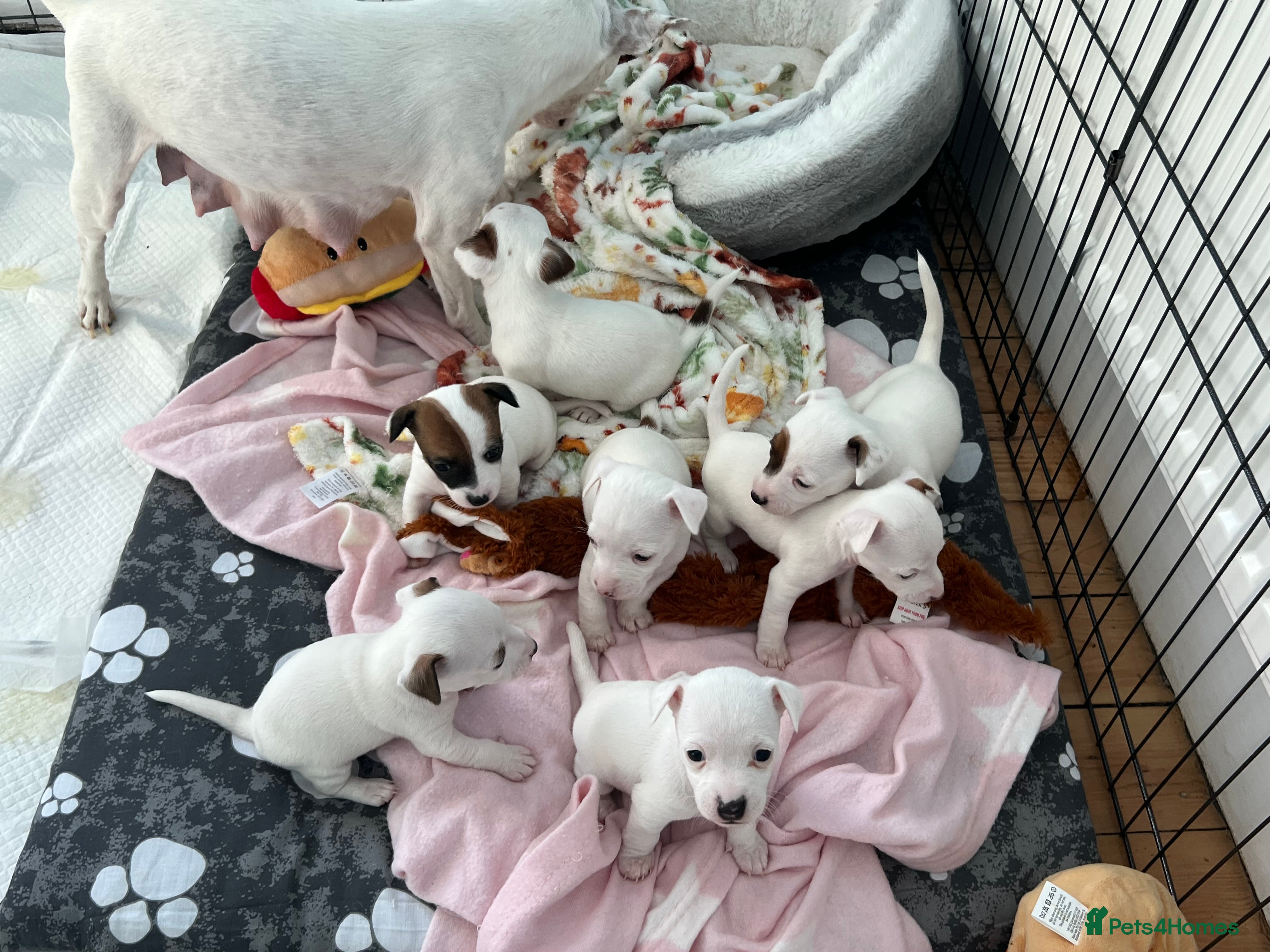 Jack Russell dogs Stunning Miniature Jack Russell Puppies!!! - Advert 4