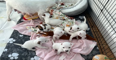 Jack Russell dogs Stunning Miniature Jack Russell Puppies!!! - Advert 8
