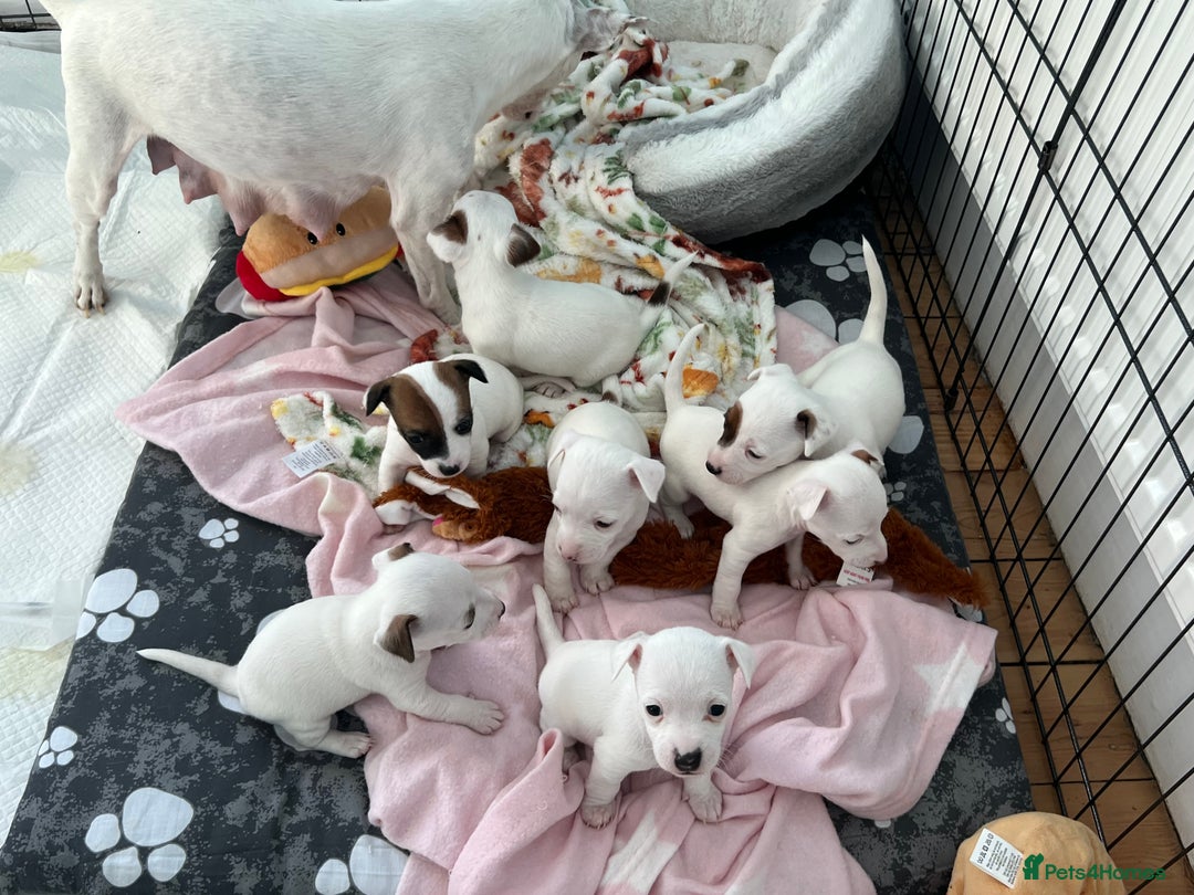 Jack Russell dogs for sale: Stunning Miniature Jack Russell Puppies!!! - Advert 1