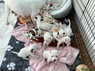 Jack Russell dogs Stunning Miniature Jack Russell Puppies!!! - Advert 18