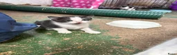 Mixed Breed cats for sale: 6 Remaining kittens looking for their forever home - Advert 9