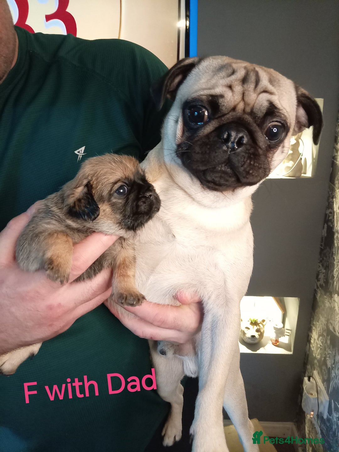 Mixed Breed dogs for sale: Pug x Shih Tzu Pug zu shih pug puppies - Image 2